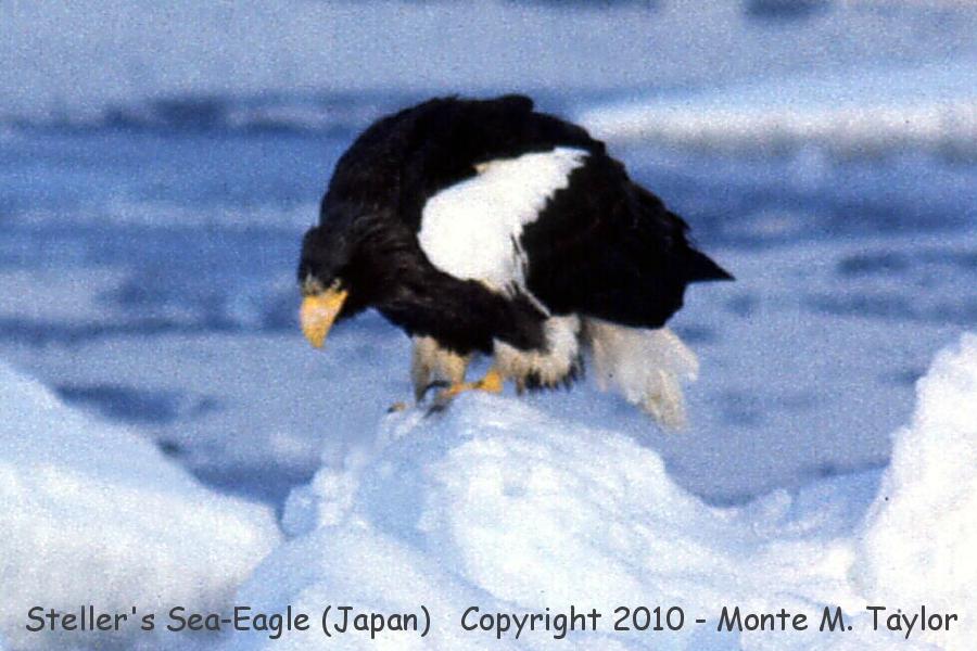 Steller's Sea Eagle -winter- (Hokkaido, Japan)