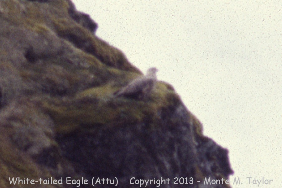 White-tailed Eagle -spring adult- (Attu Island, Aleutians, Alaska)