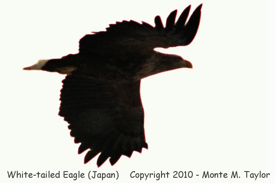  White-tailed Eagle -winter adult- (Hokkaido, Japan)