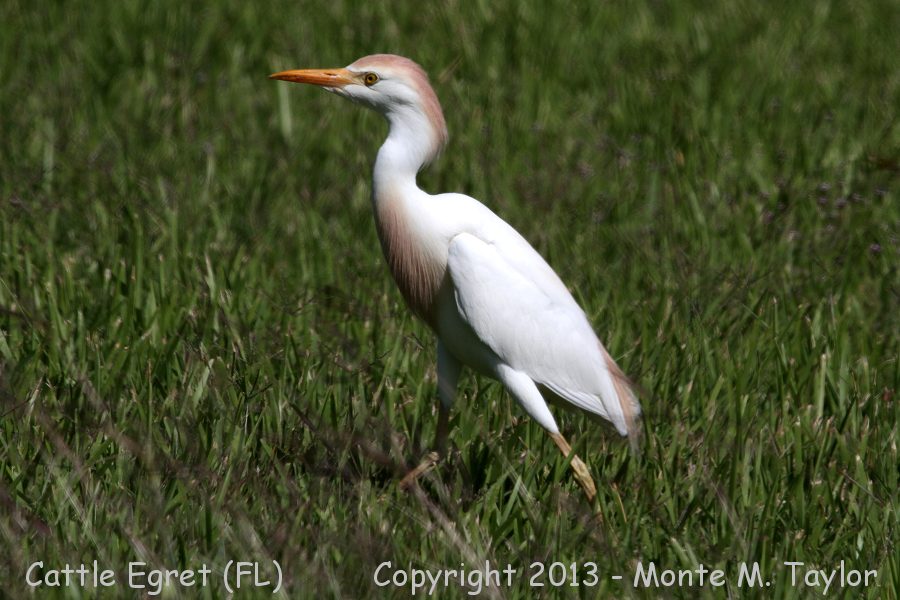 Cattle Egret -spring- (Florida)
