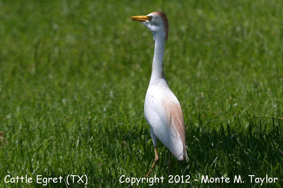 Cattle Egret -spring- (Texas)