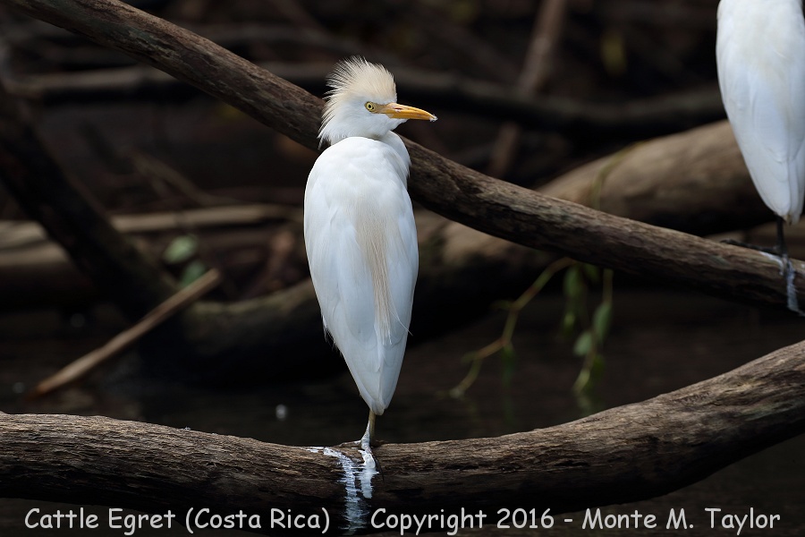 Cattle Egret -winter- (Selva Verde, Costa Rica)