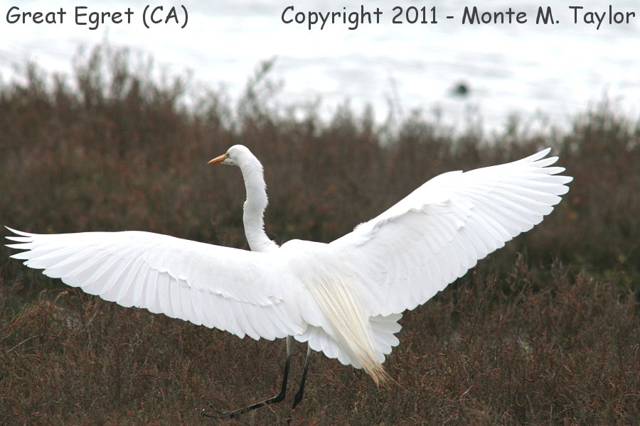 Great Egret -spring- (California)