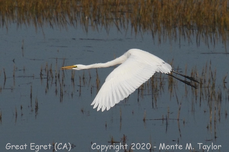 Great Egret -winter- (California)
