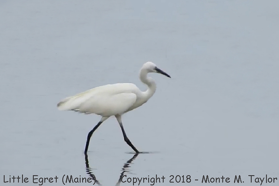 Little Egret -summer- (Pine Point Rd, Scarborough Marsh, Maine)