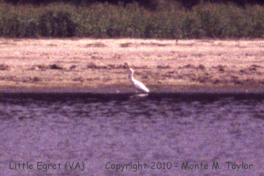 Little Egret -summer 1993- (Chincoteague, Virginia)