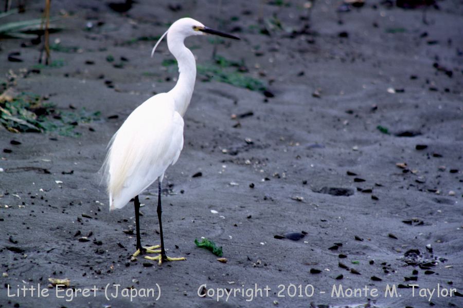 Little Egret -summer- (Japan)