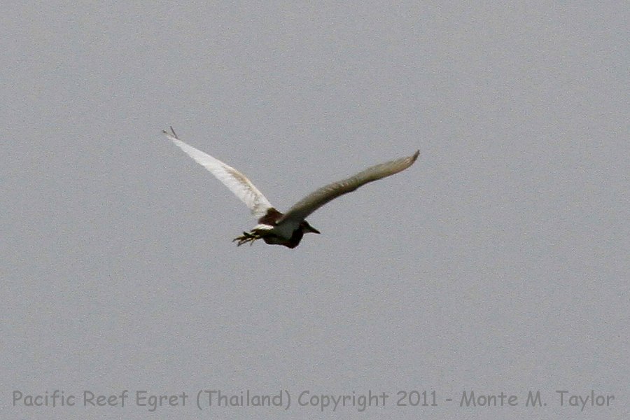 Pacific Reef Egret -winter- (Laem Pak Bia, Petchaburi, Thailand)