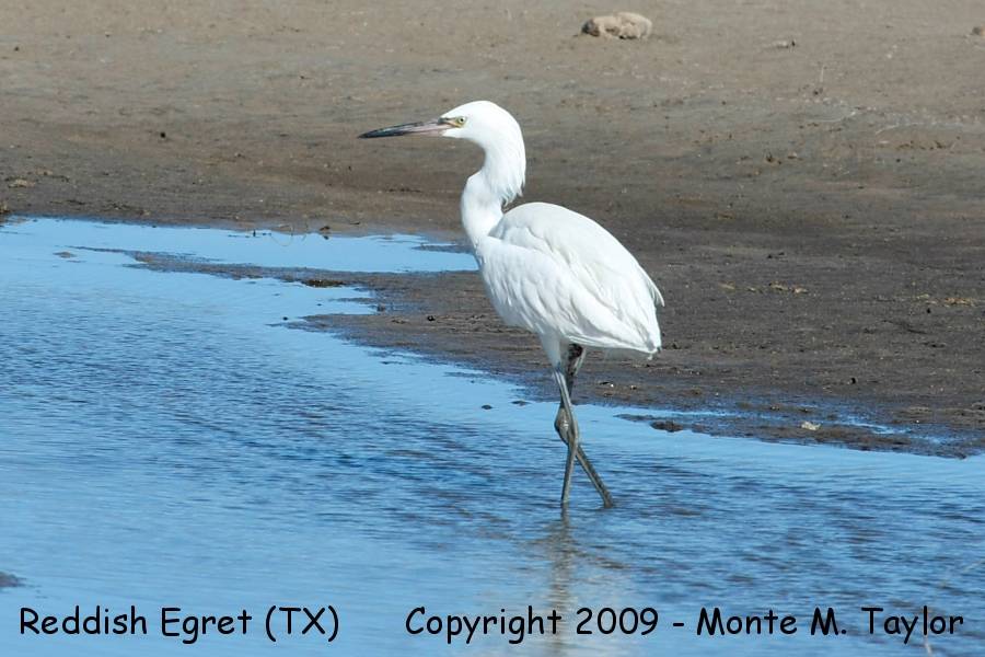 Reddish Egret -white phase / winter adult- (Texas)