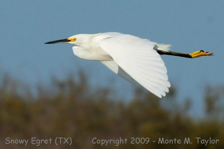 Snowy Egret -winter- (Texas)