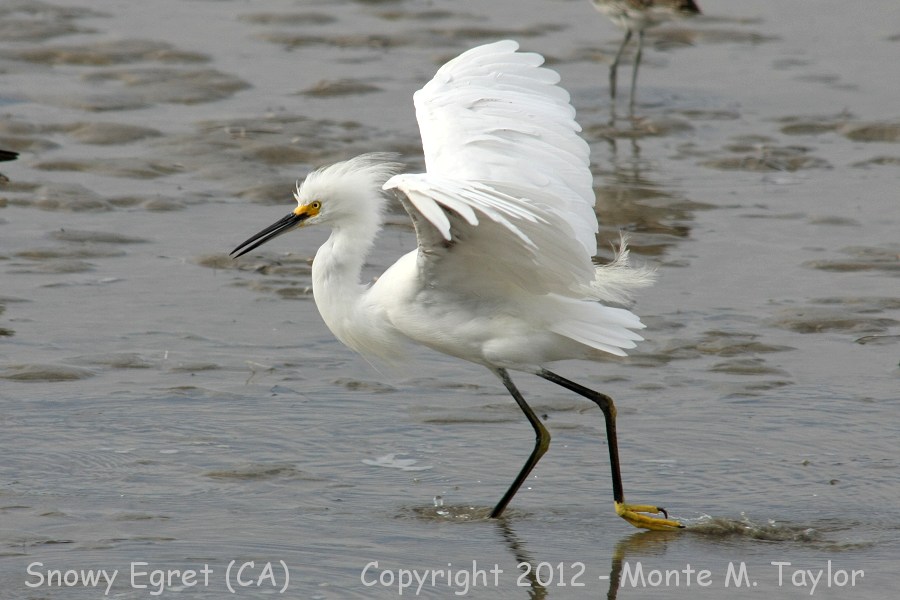 Snowy Egret -summer- (California)