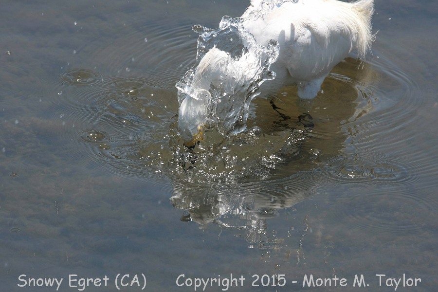 Snowy Egret -summer- (California)