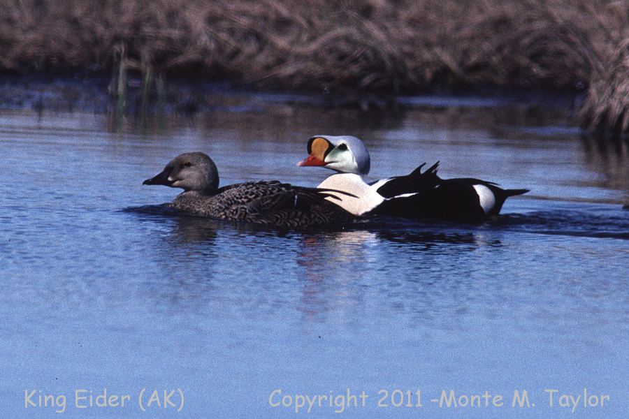 King Eider -spring male / female- (Prudhoe Bay, Alaska)