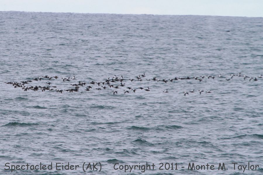 Spectacled Eider -fall flock migrating- (Gambell, St. Lawrence Island, Alaska)