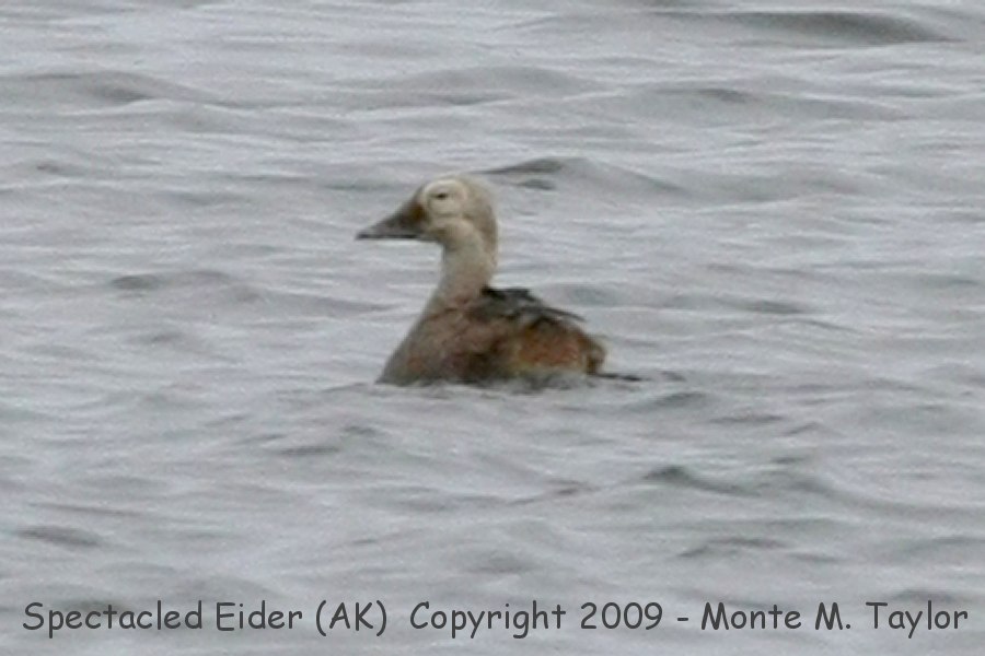 Spectacled Eider -fall juvenile male- (Gambell, St. Lawrence Island, Alaska)