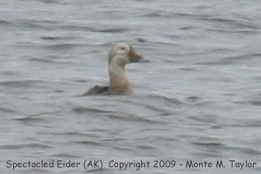 Spectacled Eider -fall juvenile male- (Gambell, St. Lawrence Island, Alaska)