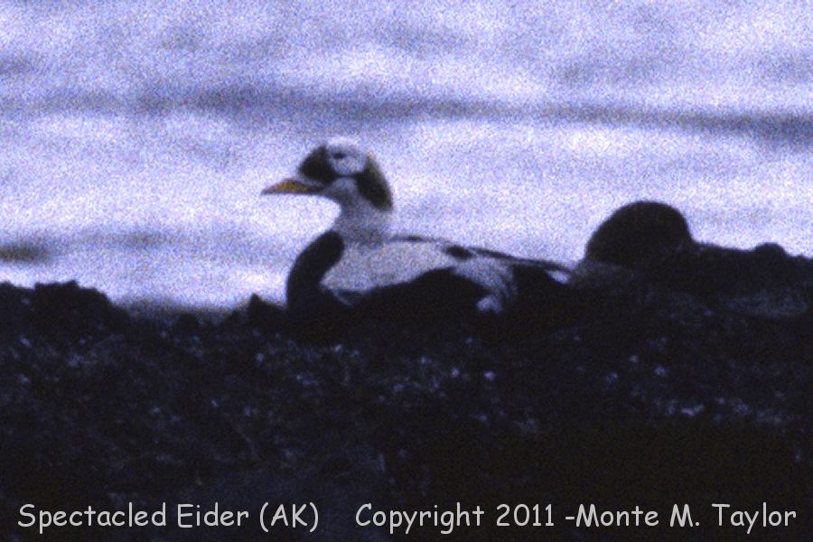 Spectacled Eider -spring male 6/1993 - (Attu Island, Alaska)