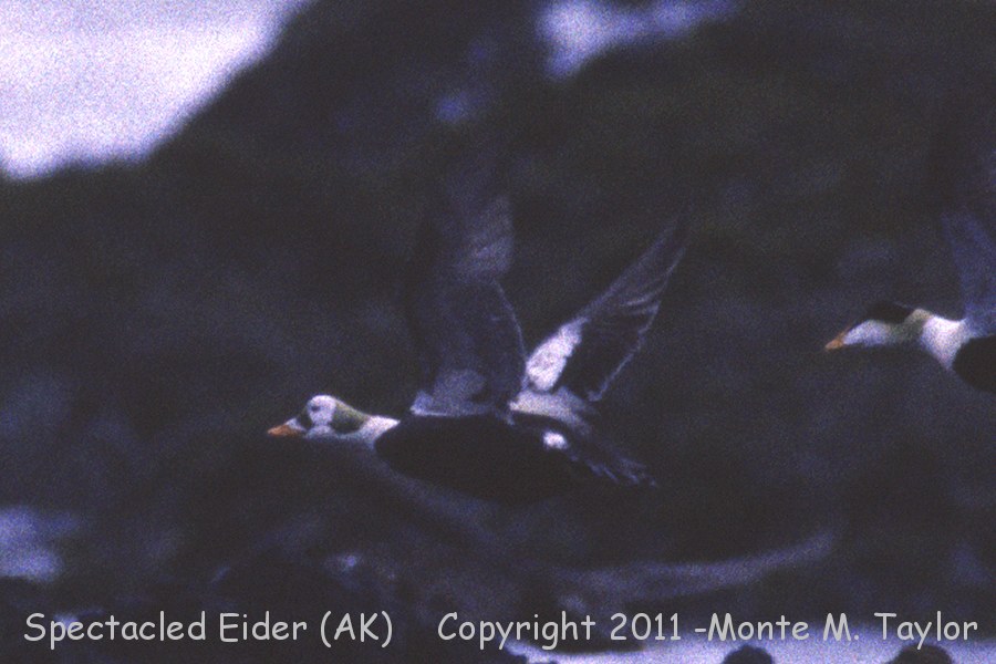 Spectacled Eider -spring male 6/1993- (Attu Island, Aleutians, Alaska)