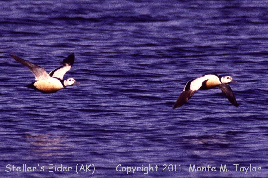 Steller's Eider -spring males- (Gambell, St. Lawrence Island, Alaska)