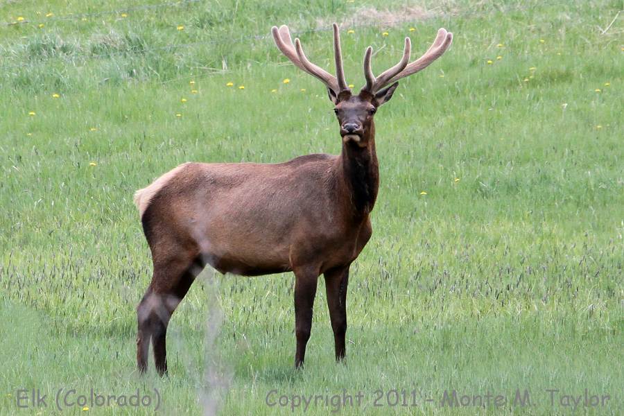 Elk -spring buck- (Colorado)