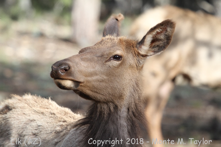 Elk -summer- (Grand Canyon National Park, Arizona)