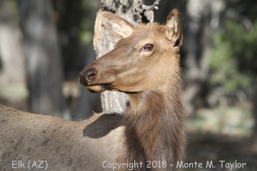 Elk -summer- (Grand Canyon National Park, Arizona)