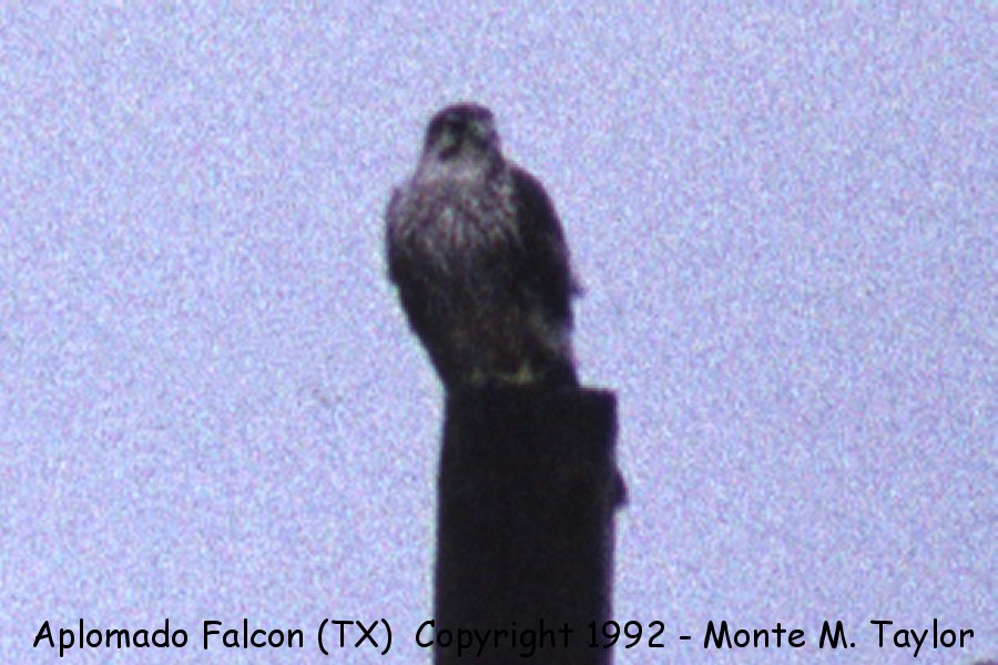 Aplomado Falcon -Jan 29th, 1992- (Marfa-Valentine, Texas) LOOKS LIKE A PRAIRIE FALCON TO ME