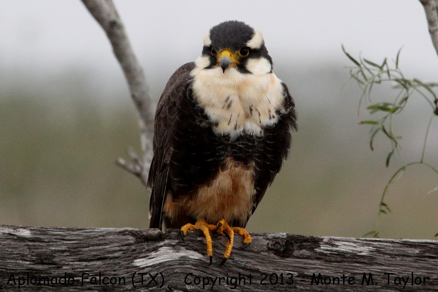 Aplomado Falcon -winter- (Laguna Atascosa NWR, Texas)