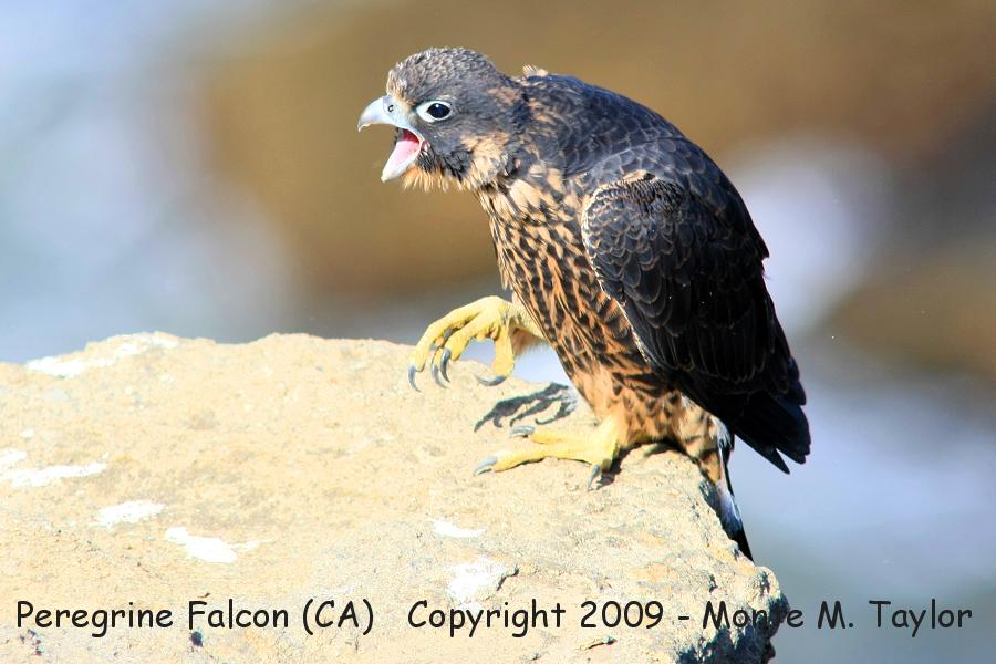 Peregrine Falcon -male fledgling- (San Pedro, California)