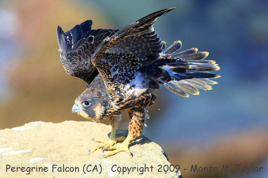 Peregrine Falcon -spring male fledgling- (San Pedro, California)