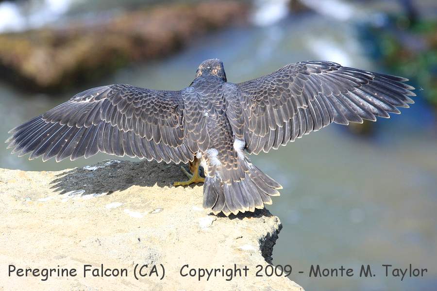 Peregrine Falcon -male fledgling- (San Pedro, California)