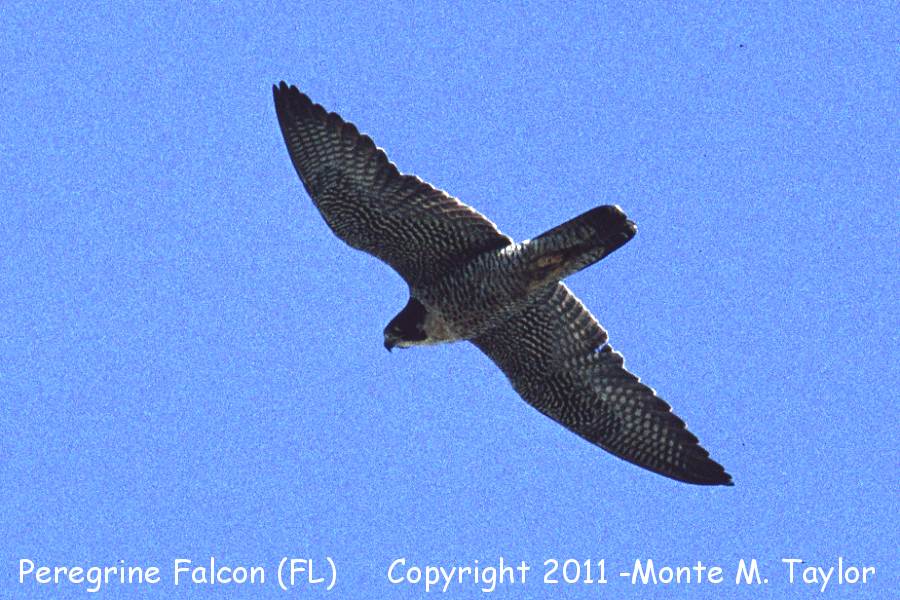 Peregrine Falcon -spring- (Florida)