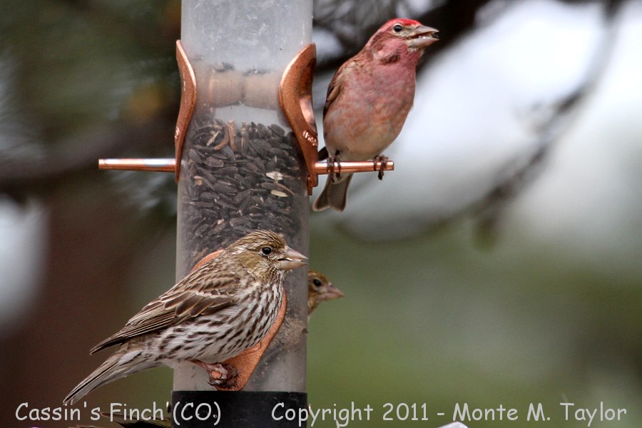 Cassin's Finch -spring female w/male above- (Colorado)