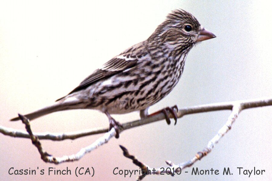 Cassin's Finch -winter female- (California)