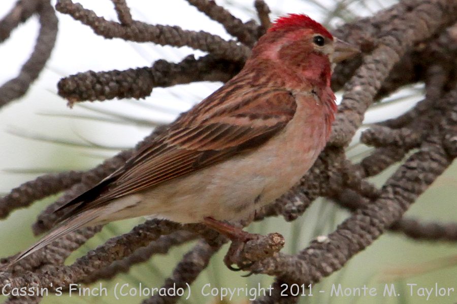 Cassin's Finch -spring male- (Colorado)