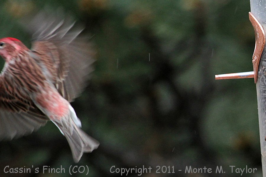 Cassin's Finch -spring male- (Colorado)