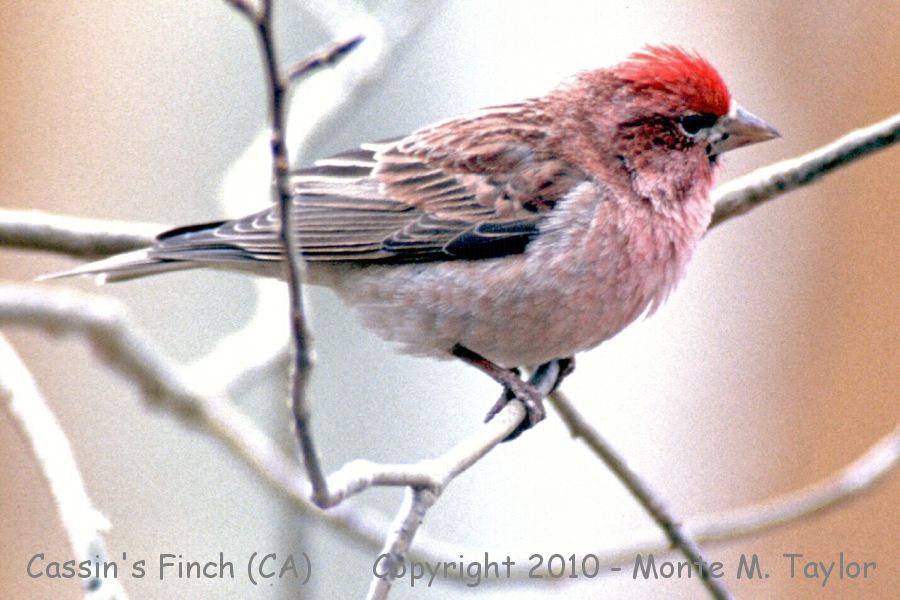 Cassin's Finch -winter male- (California)