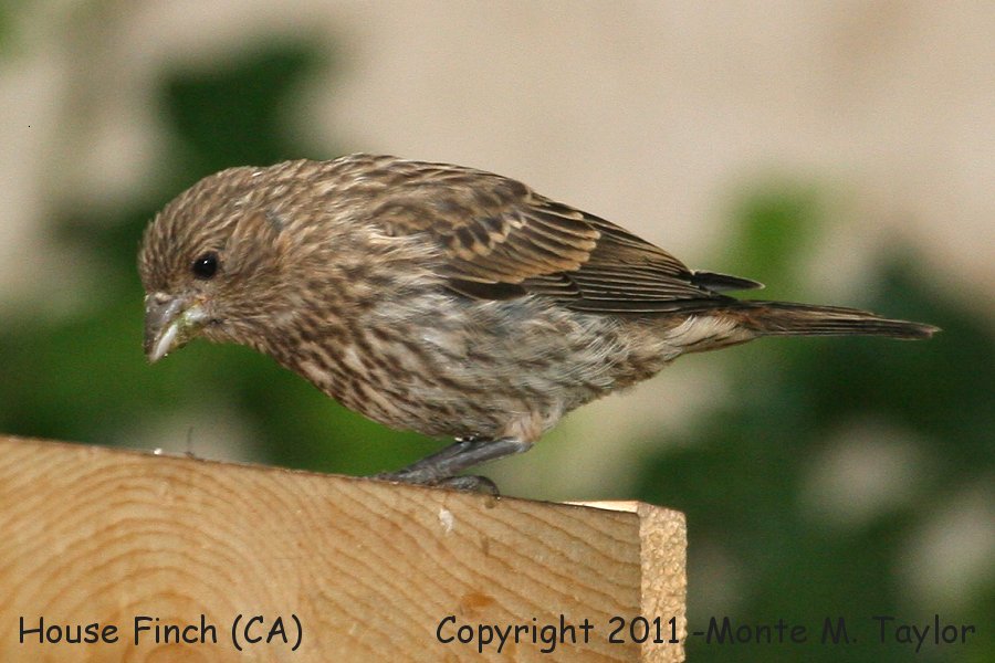 House Finch -spring female- (California)