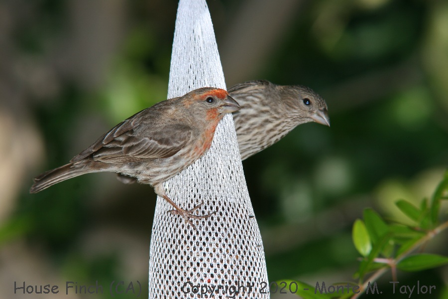 House Finch -winter male & female- (California)