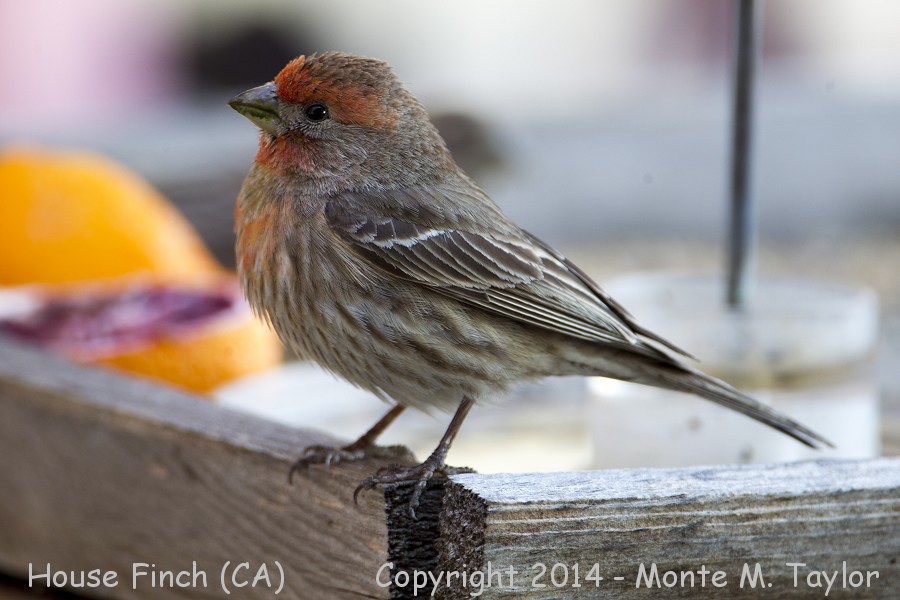 House Finch -spring male- (California)