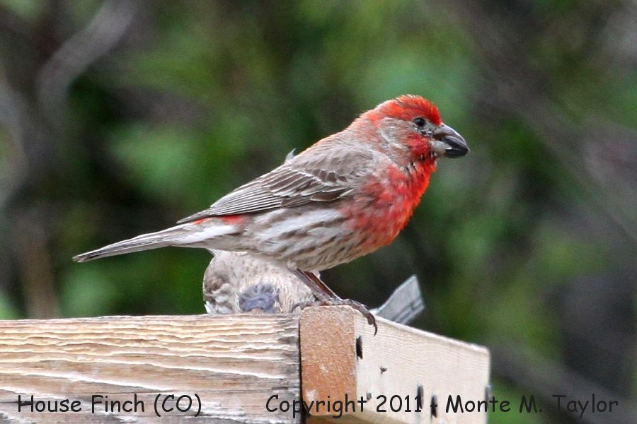House Finch -spring male- (Colorado)