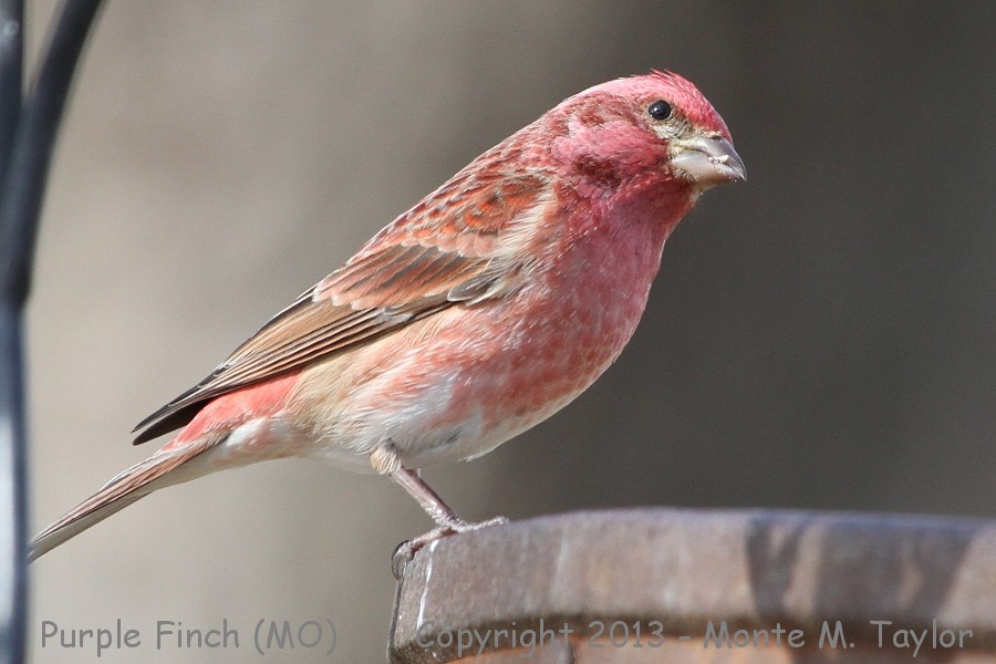 Purple Finch -winter male- (Missouri)