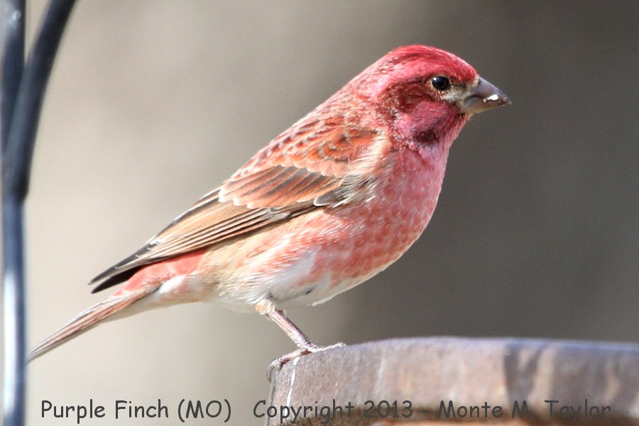 Purple Finch -winter male- (Missouri)