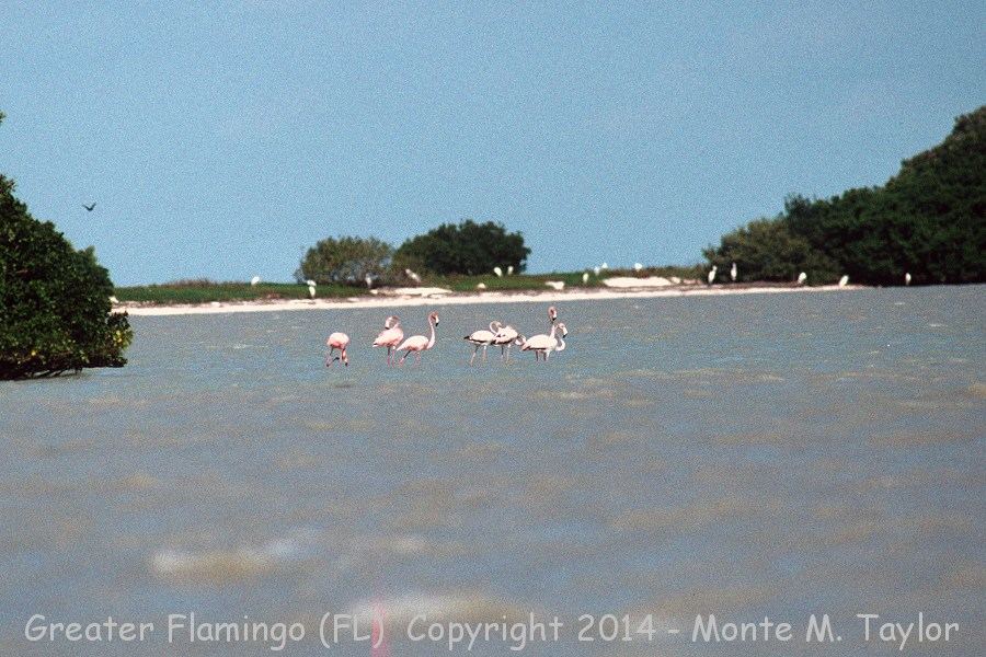 Greater Flamingo -Apr 27th, 1992- (Sandy Key, Florida)
