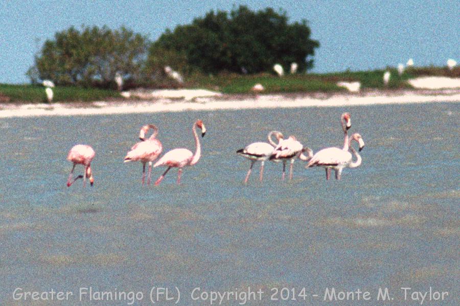 Greater Flamingo -Apr 27th, 1992- (Sandy Key, Florida)