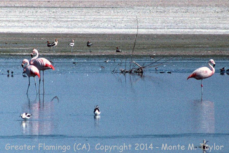 Greater Flamingo -summer but escapees and not wild- (Salton Sea, California)