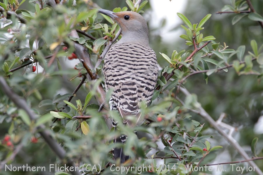 Northern (Red-shafted) Flicker -winter female- (California)