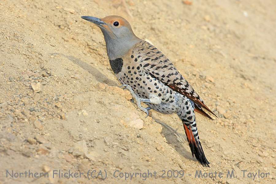 Northern (Red-shafted) Flicker -spring female- (California)