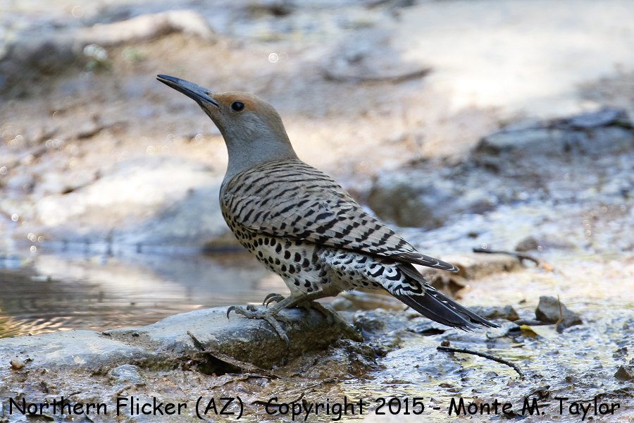 Northern Flicker -spring female- (Arizona)