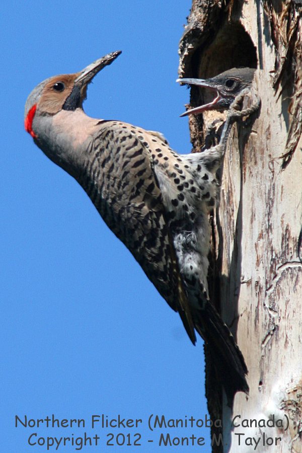 Northern (Yellow-shafted) Flicker -summer male w/chick- (Manitoba, Canada)